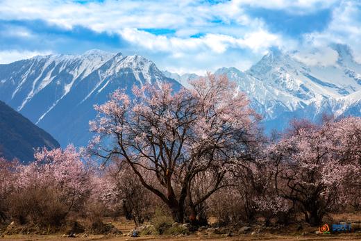 藏地春色·林芝、波密桃花8天摄影【特惠享】 商品图6