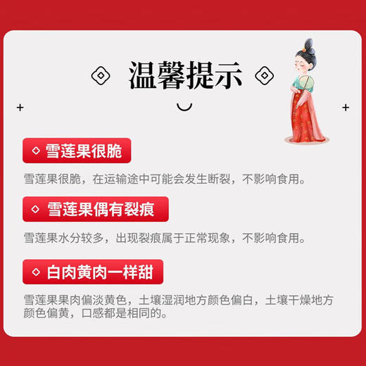 【分仓直发包邮】云南雪莲果3斤 商品图5