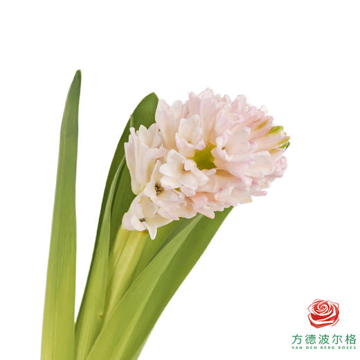 【荷冠风信子】晨曦（3枝/扎） 商品图0