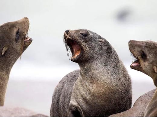 纳米比亚“星辰大海”丨红沙漠、箭袋树星空、斯皮兹考比山星空、鲸海湾出海、三明治湾沙漠冲沙12天摄影团 商品图3