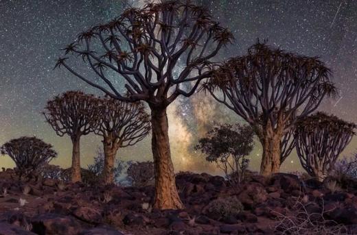 纳米比亚“星辰大海”丨红沙漠、箭袋树星空、斯皮兹考比山星空、鲸海湾出海、三明治湾沙漠冲沙12天摄影团 商品图1