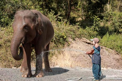 寒假仅余3期有位！速抢【2026寒假 | 奢玩西双版纳亲子6天5晚】4晚洲际+1晚小熊猫庄园，光酒店都值！动植物专家伴游讲解，五星好评爆款！过「高奢」版向往生活！ 商品图5