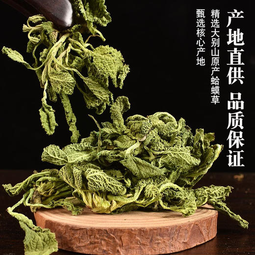 蛤蟆草中药材新鲜野生赖癞蛤蟆草茶河马草干雪见草的功效作用泡水 商品图1