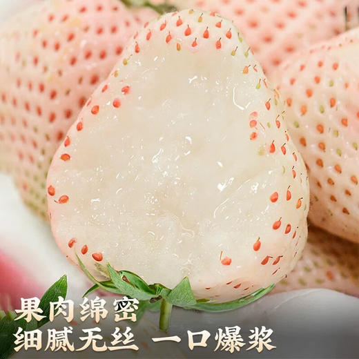 金“蛇”衔财【XMGGSGK3.0】 商品图2