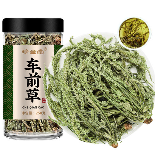 车前草野生新鲜中药材正品的功效与作用车钱草干货泡水喝袋泡茶包 商品图4
