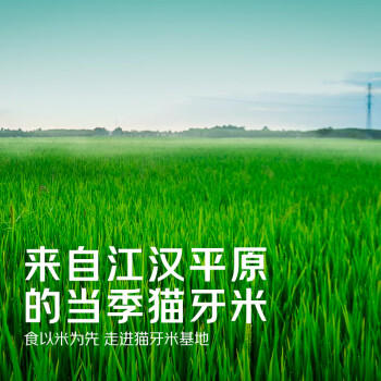 京觅猫牙米 20斤 南方籼米 丝苗米 5kg*2袋箱装 /粮油调味 /米 /丝苗米 商品图3