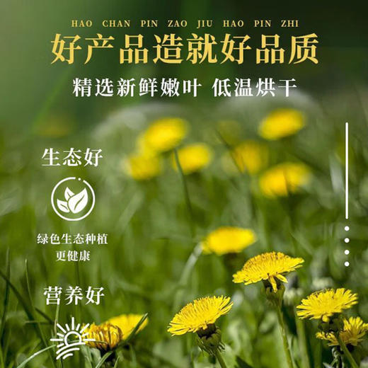 吉林敖东蒲公英茶官方正品特级野生中药材泡水喝养生去火清热干叶 商品图3