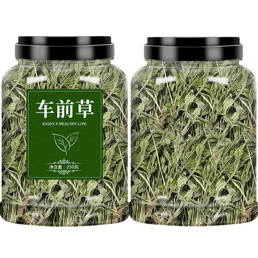 车前草中药材新鲜野生干货袋泡茶泡水车前子猫爪草猫抓草药500g粉 商品图4
