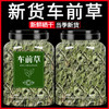 车前草中药材新鲜野生干货袋泡茶泡水车前子猫爪草猫抓草药500g粉 商品缩略图0