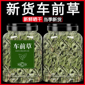 车前草中药材新鲜野生干货袋泡茶泡水车前子猫爪草猫抓草药500g粉