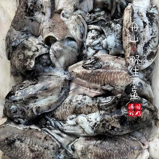 【闹妈海鲜】舟山热气大墨鱼，今日热气到货，肉质鲜嫩Q弹，各种规格任选 商品图2