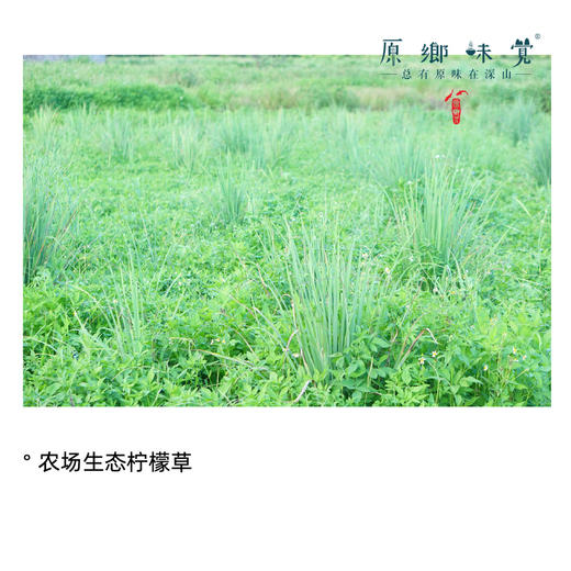 柠檬草洗手液（成都仓库-顺丰快递 ） ｜300ml/瓶，来自广东中山，生产者：旗溪【合作生产，公平贸易】 商品图6