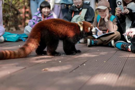 寒假仅余3期有位！速抢【2026寒假 | 奢玩西双版纳亲子6天5晚】4晚洲际+1晚小熊猫庄园，光酒店都值！动植物专家伴游讲解，五星好评爆款！过「高奢」版向往生活！ 商品图7