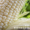 饱记福建漳州冰糖水果玉米甜嫩脆爽 商品缩略图0
