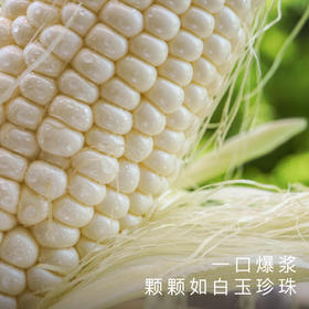 饱记福建漳州冰糖水果玉米甜嫩脆爽
