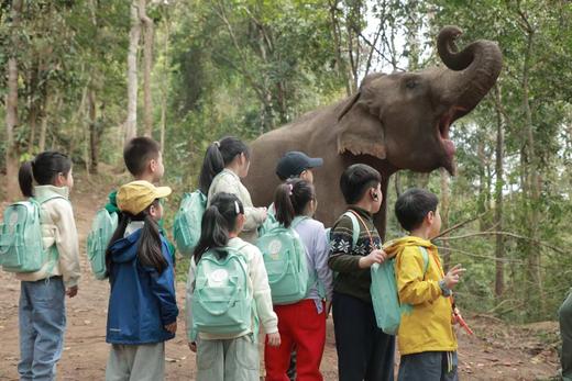 寒假仅余3期有位！速抢【2026寒假 | 奢玩西双版纳亲子6天5晚】4晚洲际+1晚小熊猫庄园，光酒店都值！动植物专家伴游讲解，五星好评爆款！过「高奢」版向往生活！ 商品图4