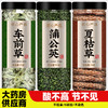 车前草蒲公英夏枯草茶野生干货官方旗舰店新鲜中药材和正品泡水喝 商品缩略图0