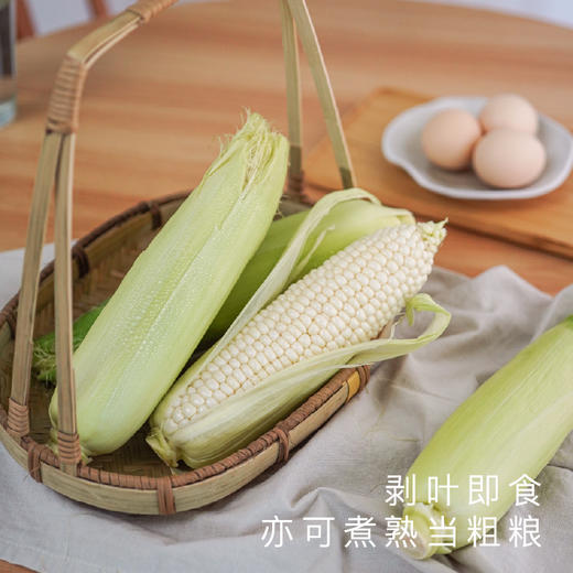 饱记福建漳州冰糖水果玉米甜嫩脆爽 商品图2