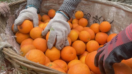 【严选】湖北秭归新鲜采摘中华红血橙5斤/9斤彩箱装  （厂家直发） 商品图4