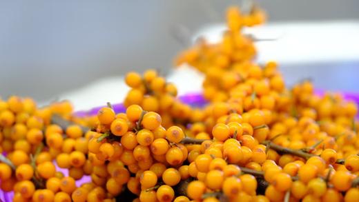 【“液态黄金”   沙棘籽油】出油率极低  极其珍贵   (0.75gx60粒)/瓶 商品图3