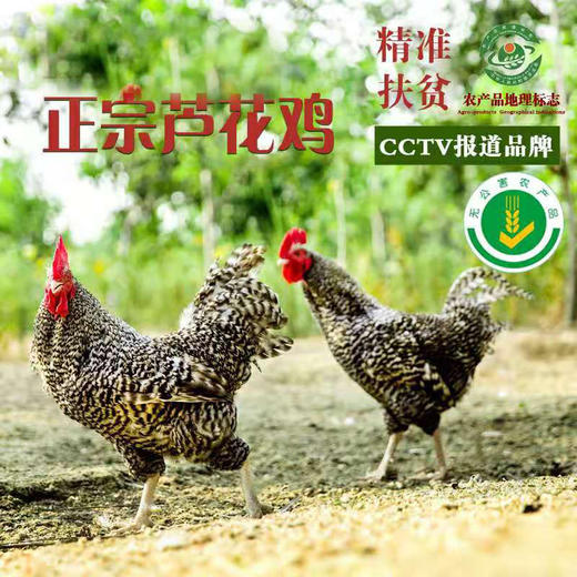 万州龙驹镇 芦花鸡 汶上纯种芦花鸡（公鸡） 散养黑土鸡 活鸡 白条鸡 现杀 月子鸡  顺丰 商品图0