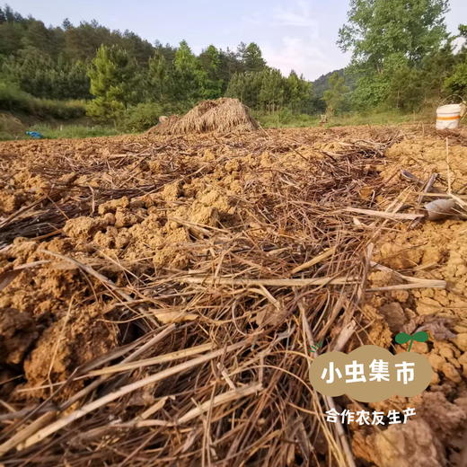 湖南生态小黄姜（目前偏老） 2斤/3斤 | 合作农友生产，来自湖南邵阳，生产者：廖敦祥 *【公平贸易农人定价】 商品图11