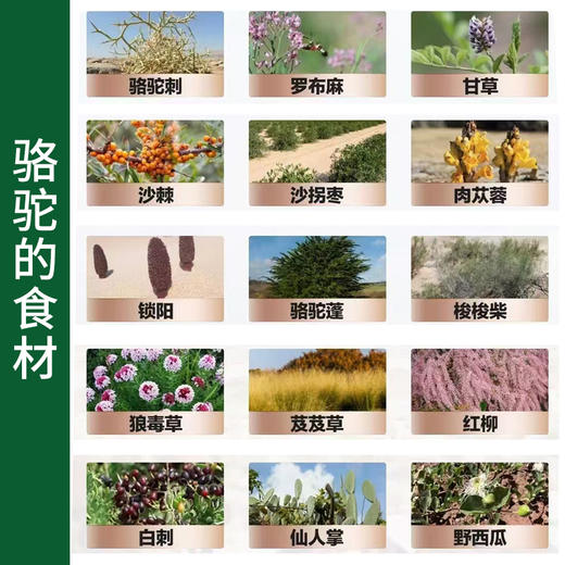 有机驼奶粉  100%纯生鲜驼乳“沙漠白金”，高营养好冲泡，460g大容量 商品图10