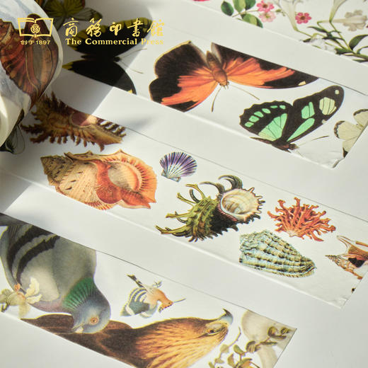 科普胶带（独立包装） 商品图5