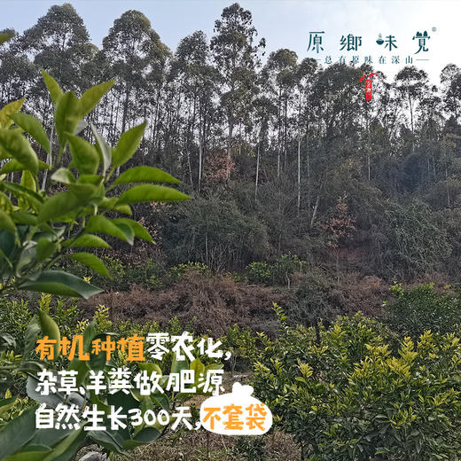 生态血橙（基地直发-顺丰包邮）｜5斤/9斤装，来自四川彭山，生产者：苏永红【合作生产，公平贸易】 商品图6