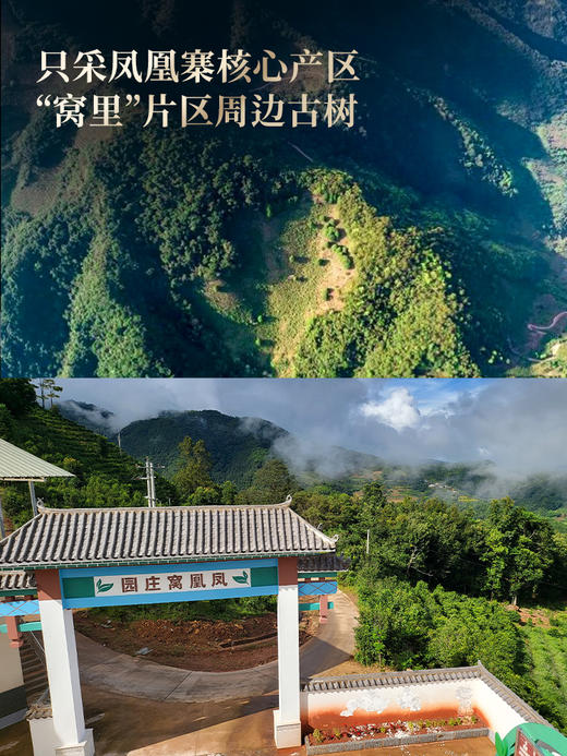 【凤凰寨】古寨春年年的断货王，只采墨江凤凰窝‘窝里’周边古茶片区，喝一口一辈子都不会忘掉的“马汉清香” （凤凰寨357g/饼 5饼/提 拍5发6）（凤凰寨单株100g*5饼/箱） 商品图3