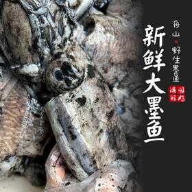 【闹妈海鲜】舟山热气大墨鱼，今日热气到货，肉质鲜嫩Q弹，各种规格任选