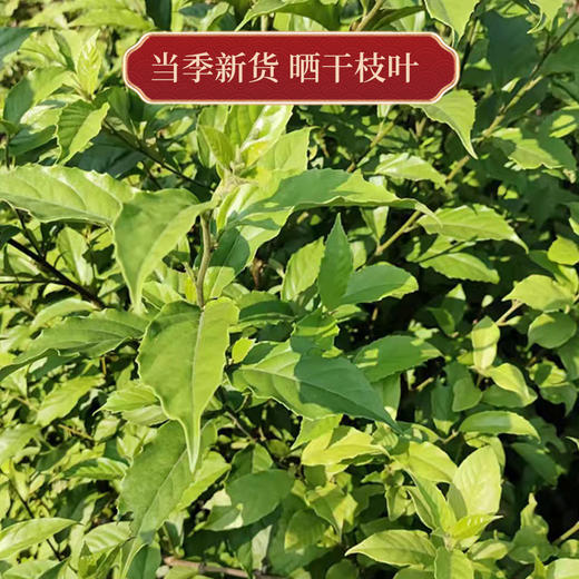 鲫鱼胆中药500g包邮特级中药材野生鲫鱼胆茶正品官方旗舰店泡水茶 商品图1