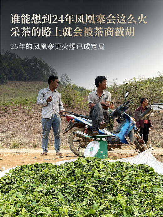 【凤凰寨】古寨春年年的断货王，只采墨江凤凰窝‘窝里’周边古茶片区，喝一口一辈子都不会忘掉的“马汉清香” （凤凰寨357g/饼 5饼/提 拍5发6）（凤凰寨单株100g*5饼/箱） 商品图4