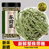 车前草野生新鲜中药材正品的功效与作用车钱草干货泡水喝袋泡茶包 商品缩略图0