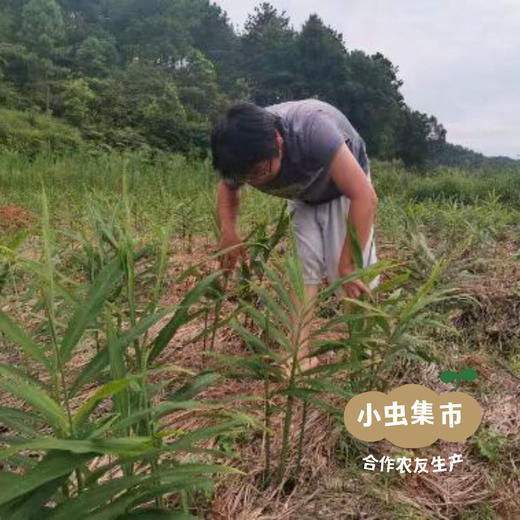 湖南生态小黄姜（目前偏老） 2斤/3斤 | 合作农友生产，来自湖南邵阳，生产者：廖敦祥 *【公平贸易农人定价】 商品图12