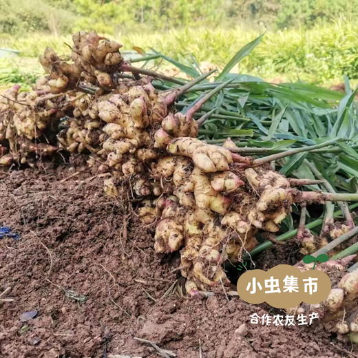湖南生态小黄姜（目前偏老） 2斤/3斤 | 合作农友生产，来自湖南邵阳，生产者：廖敦祥 *【公平贸易农人定价】 商品图7