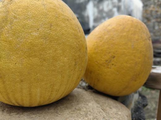 野生柚子// 做酵素的好材料、5斤、纯生态、皮厚、七酸三甜、微苦、可食用！ 商品图2