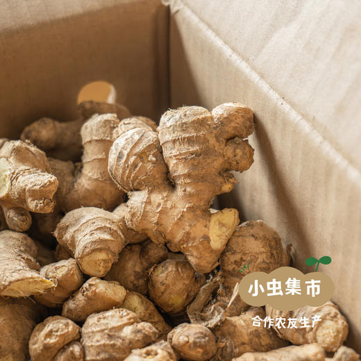 湖南生态小黄姜（目前偏老） 2斤/3斤 | 合作农友生产，来自湖南邵阳，生产者：廖敦祥 *【公平贸易农人定价】 商品图6