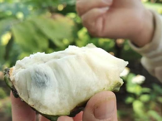 释迦果 商品图2