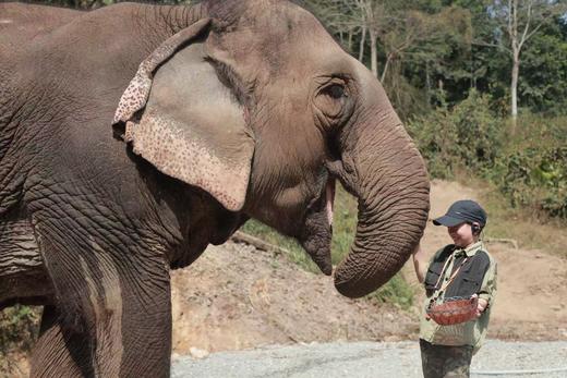 寒假仅余3期有位！速抢【2026寒假 | 奢玩西双版纳亲子6天5晚】4晚洲际+1晚小熊猫庄园，光酒店都值！动植物专家伴游讲解，五星好评爆款！过「高奢」版向往生活！ 商品图3