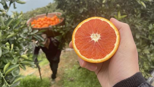 【严选】湖北秭归新鲜采摘中华红血橙5斤/9斤彩箱装  （厂家直发） 商品图3