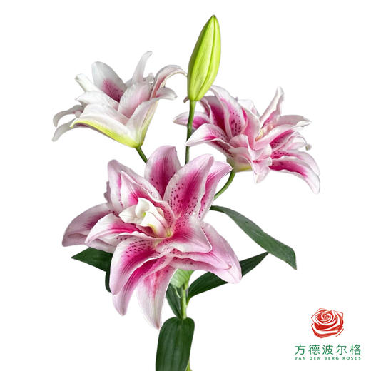 重瓣百合-茉莉 5枝一扎 商品图0