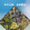 凤宁号【有机白茶】 商品缩略图5