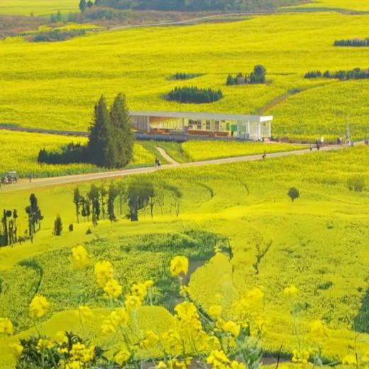 6天【云南春日】昆明+罗平+建水+蒙自+抚仙湖+元阳梯田+碧色寨，深度感受云南早春的魅力。 商品图0