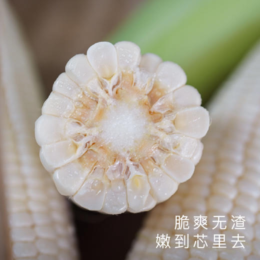 饱记福建漳州冰糖水果玉米甜嫩脆爽 商品图1