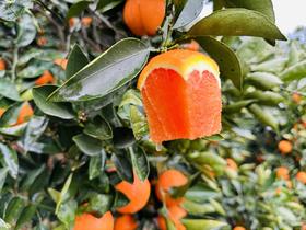 【严选】湖北秭归新鲜采摘中华红血橙5斤/9斤彩箱装  （厂家直发）