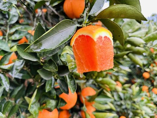 【严选】湖北秭归新鲜采摘中华红血橙5斤/9斤彩箱装  （厂家直发） 商品图0