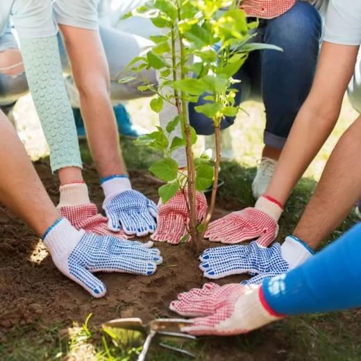 【朝阳区植树】我为地球充植 ，拥抱春天，种下希望——共植一棵樱桃树，土壤实验，摔泥巴比赛、泥巴锡纸烤鸡蛋、制作地球种子 商品图5