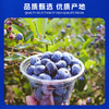 云南花香蓝莓  新鲜水果  大果 发京东陆运快递 商品缩略图2