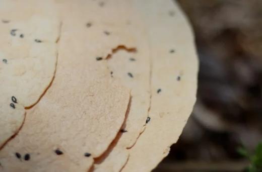 鸡内金山药茯苓焦饼/黄小米山药焦饼/麦香焦饼 商品图2